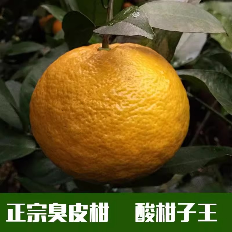 野生酸抛柑湖北湖南臭皮柑抛柑新鲜孕妇黄皮水果苦药酸泡柑酸柑子