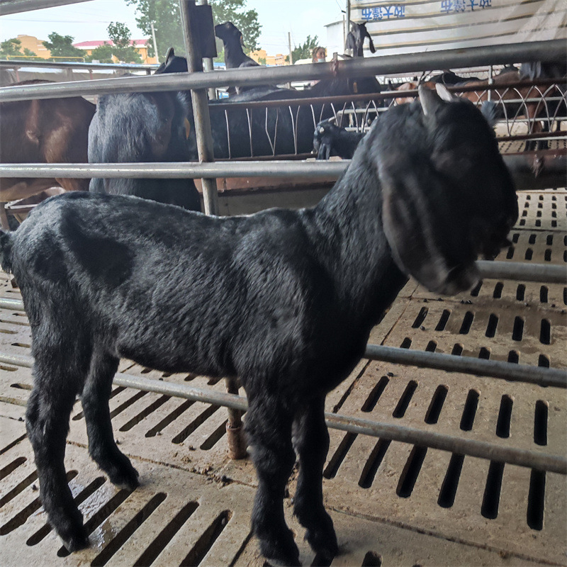 改良努比亚黑山羊人工挑选 黑山羊种羊羊苗小羊仔种公羊活体羊羔