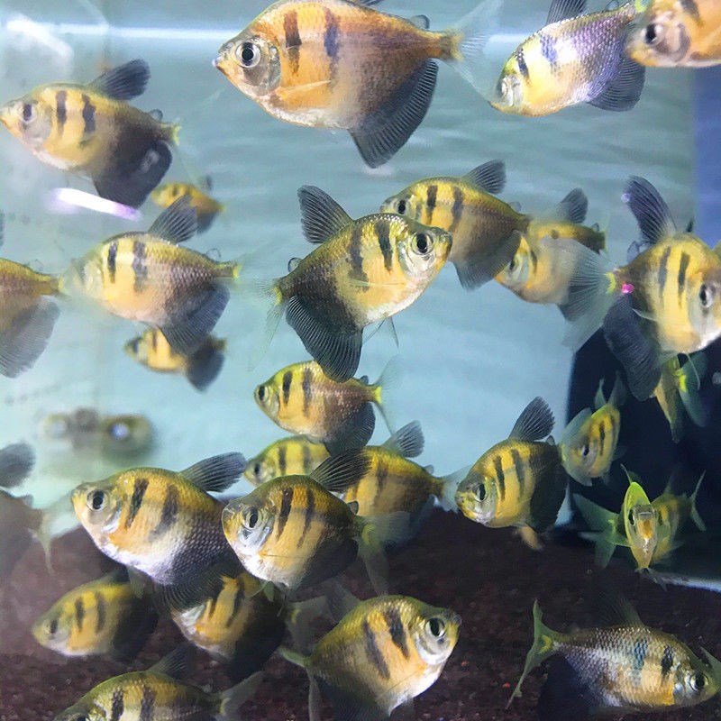 热带活体鱼草柠檬天使鱼