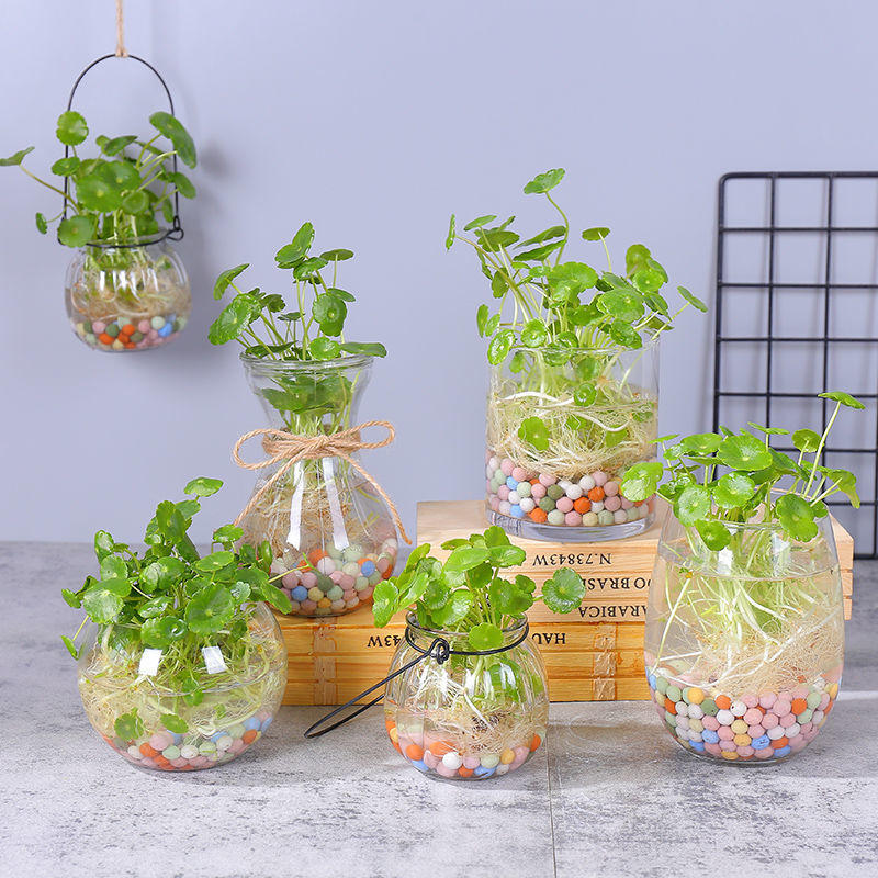 小花盆桌面水培植物铜钱草绿萝盆栽好养绿植金钱草室内水生花卉