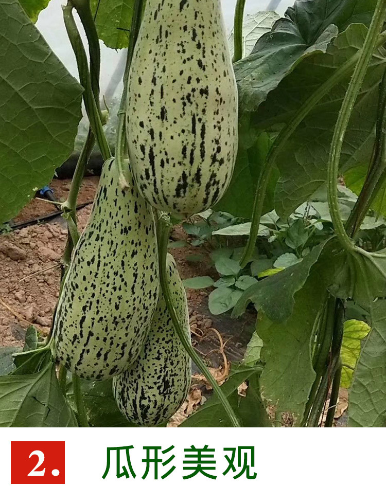 酥蜜龙花皮羊角甜瓜种子农田菜园基地酥脆香甜花皮甜瓜蔬菜籽