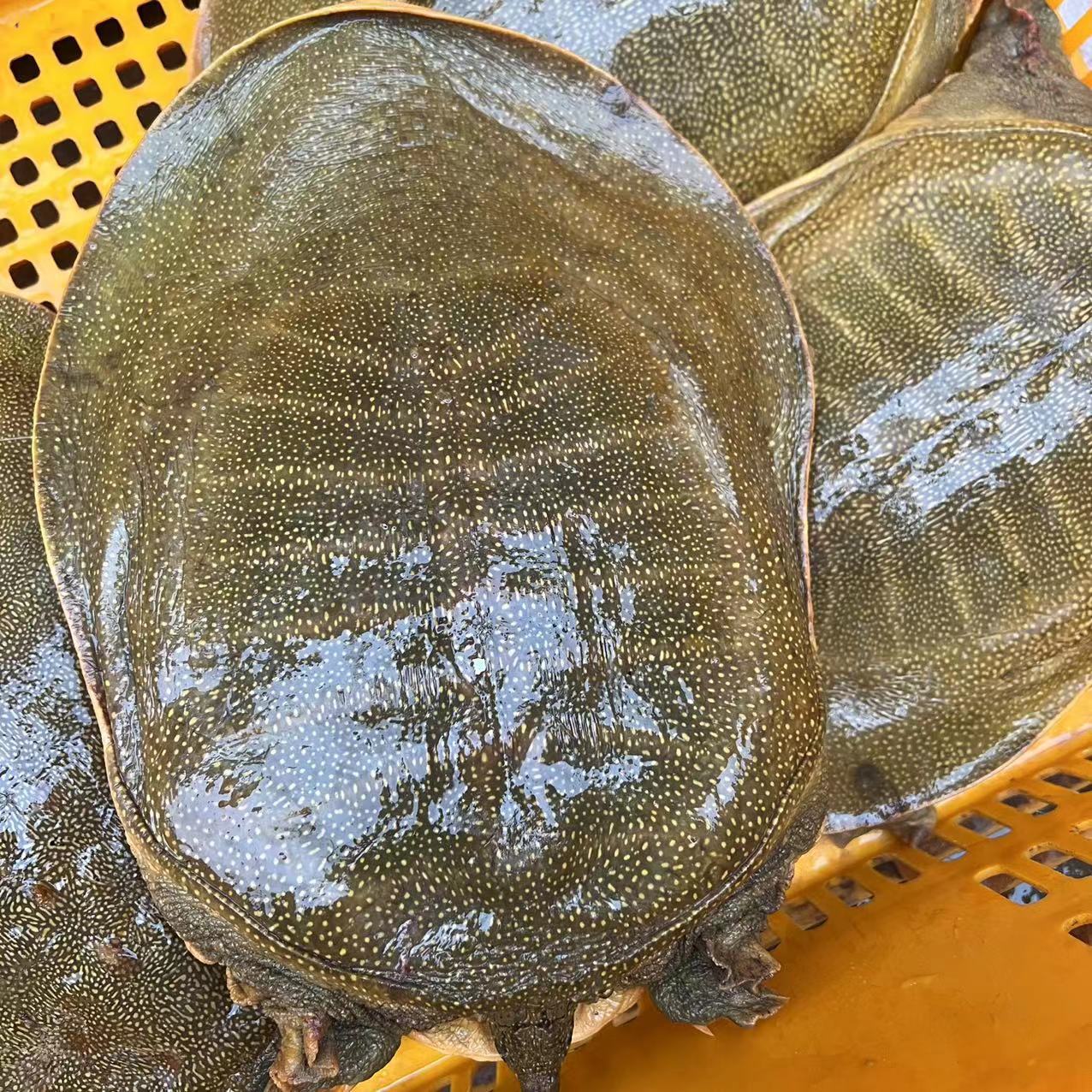 甲鱼鲜活水鱼团鱼批发代发 基地直供食用大甲鱼 多规格免邮