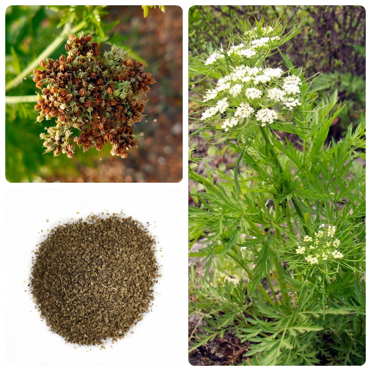 中药材蛇床子种子蛇床子蛇床仁野胡萝卜子蛇米野茴香蛇床实种籽