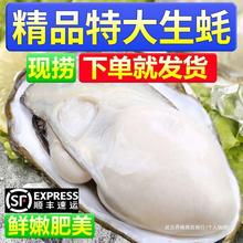 【顺丰包邮】乳山生蚝鲜活带箱6斤牡蛎海鲜贝类带壳海蛎子批发