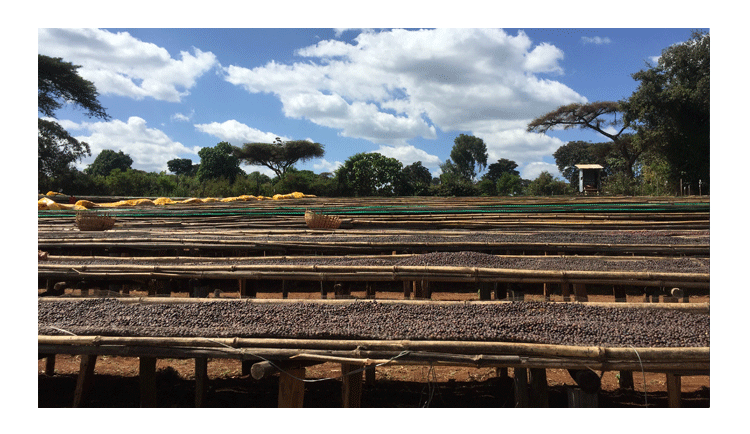 埃塞俄比亚高原 为提升整个咖啡价值链 埃塞俄比亚把目光投向中国