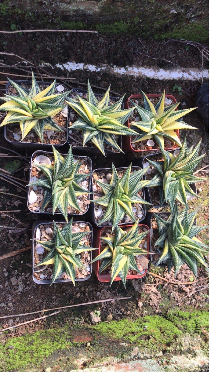 基地直销 景天科掌形盆栽多肉 琉璃殿锦 硬叶十二卷