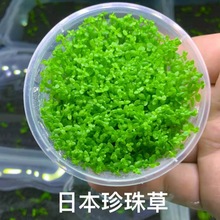 鱼缸水草植物珍珠草高珍珠无菌杯懒人活体阴性淡水新手前景造景热