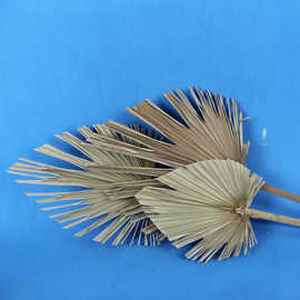 棕榈叶大葵扇叶干花扇子大扇子装饰真植物大蒲扇