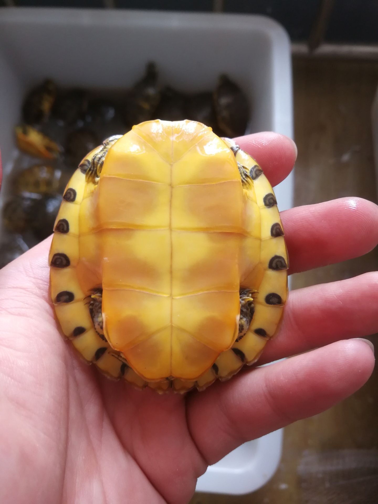 黄耳龟 深水鱼缸混养龟吃鱼粪龟清洁龟观赏小乌龟活物家养一对