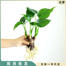 水培植物滴水千手观音春羽龟背竹盆栽室内客厅桌面四季好养绿植