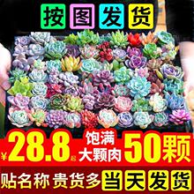 玛格丽特锦 砍头群生 肉肉多肉植物小盆栽绿植新手一