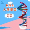 科技小制作人体基因DNA模型双螺旋模型diy生物科学实验器材玩教具|ru
