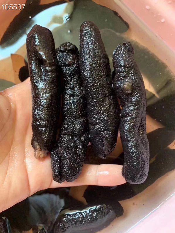 批发黑乌参 海参 海味干货 非即食海参 供货酒店全国一件代发