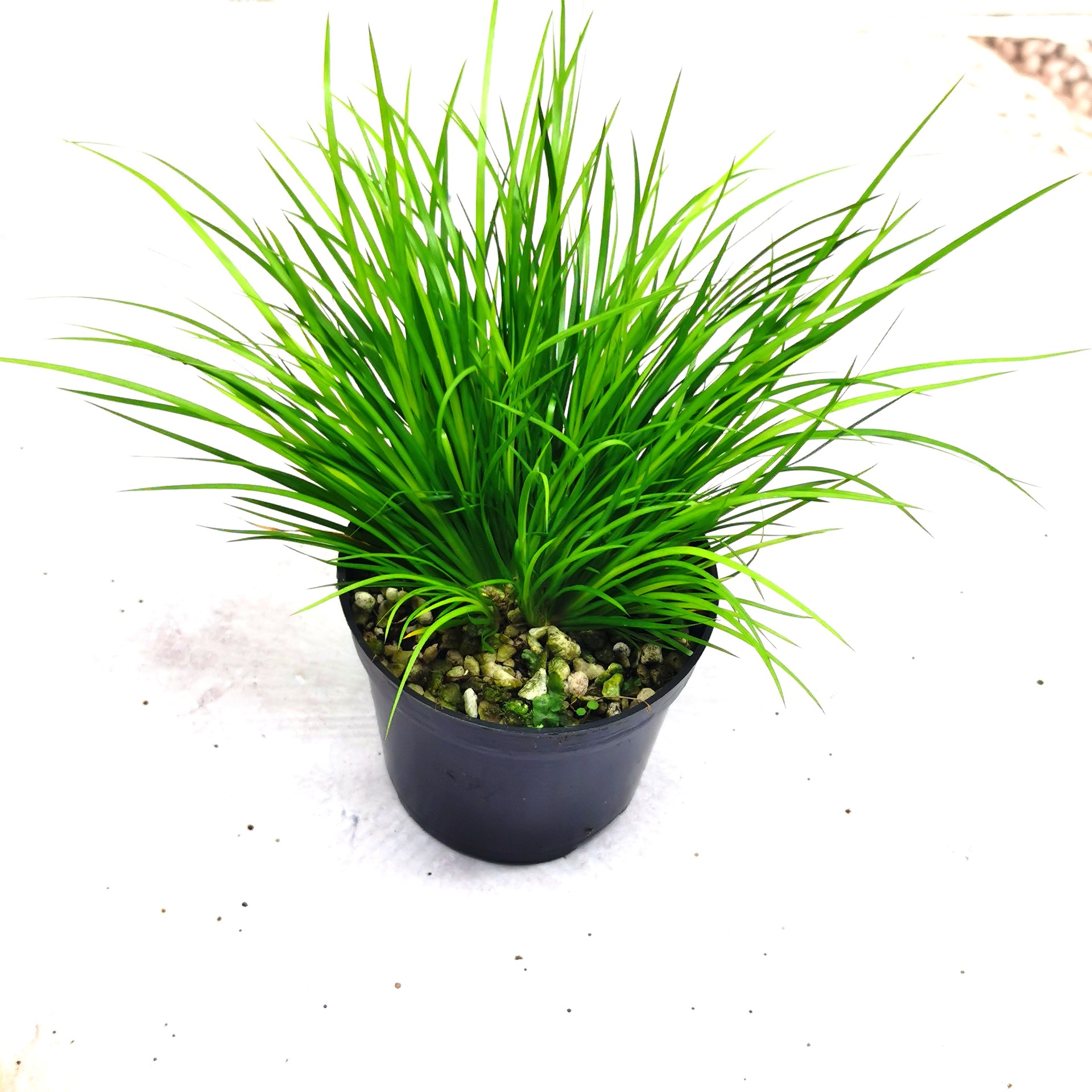 菖蒲草微型盆景金钱贵船苔蝉小川黄金姬室内菖蒲植物水培好养盆栽