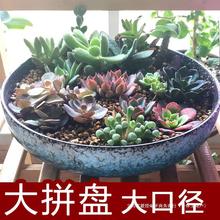 多肉花盆浅口陶瓷粗陶透气吸水大号口径拼盘锤纹圆形盆绿植微景观