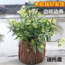 【带木桩发货】浙江铁皮石斛3年盆栽 室内阳台绿植花苗盆景可食用