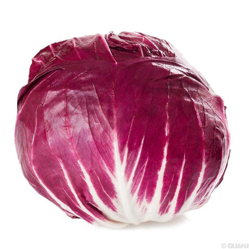 3斤包邮 新鲜落地球红球生菜红菊苣沙拉健身餐轻食批发基地直发