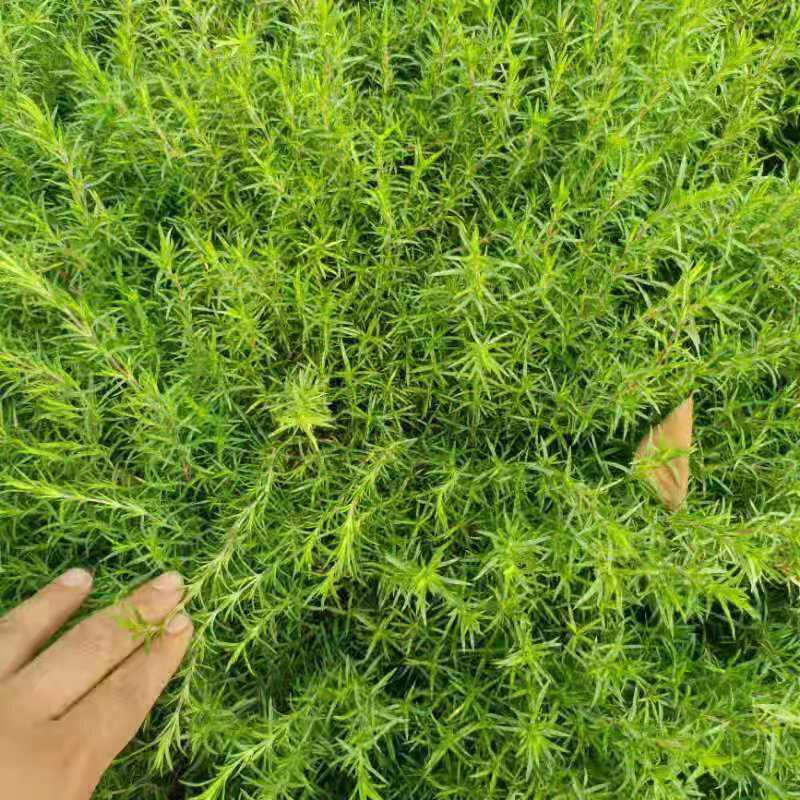 双色盆丛生福禄考苗 山水情种植丛生福禄考 护坡用小杯苗福禄考苗