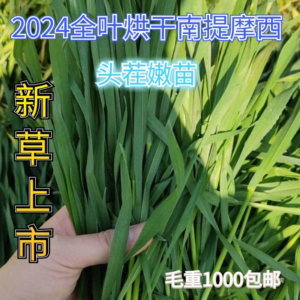 2024年新提摩西草,南提兔子干草龙猫豚鼠荷兰猪草粮毛重2斤包邮