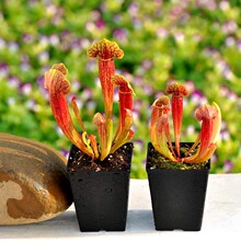 莱佛士猪笼草两盆斑和白,满百包邮_阿里巴巴找货神器