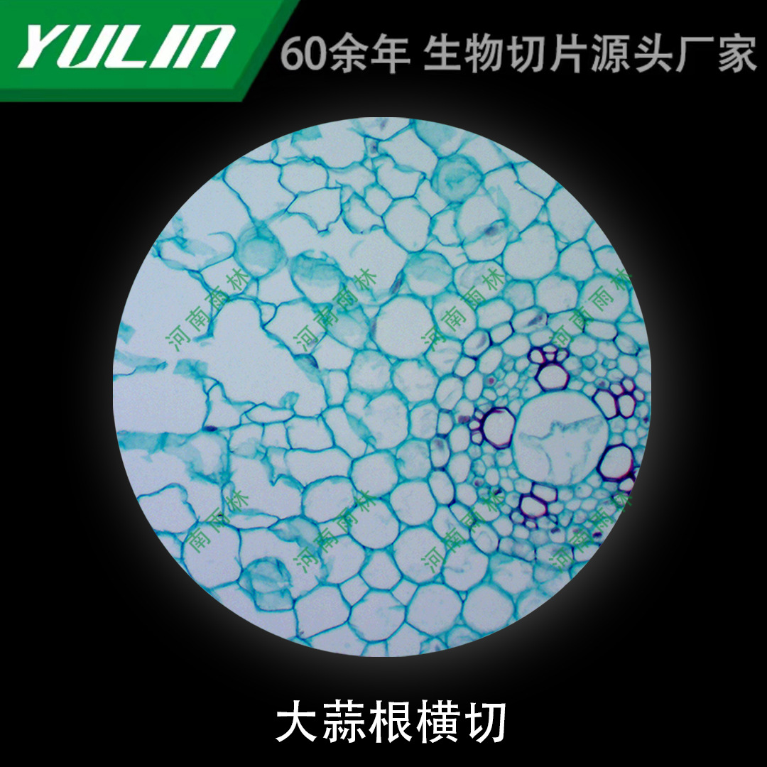 大蒜根横切微生物标本显微镜生物切片高校教学实验仪器科研玻片