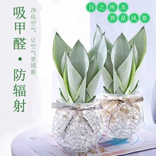 虎皮兰白玉盆栽室内植物办公室四季吸植物水养速卖通跨境代发厂家