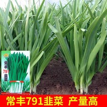 791宽叶韭菜种子雪韭菜籽根四季不休眠阳台盆栽种植耐热寒蔬菜种