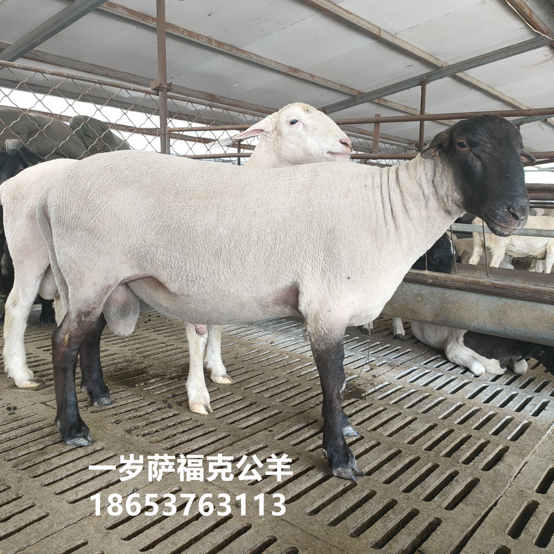 萨福克绵羊一只也发货 萨福克绵羊公羊价格 代羔母羊出售种羊养殖