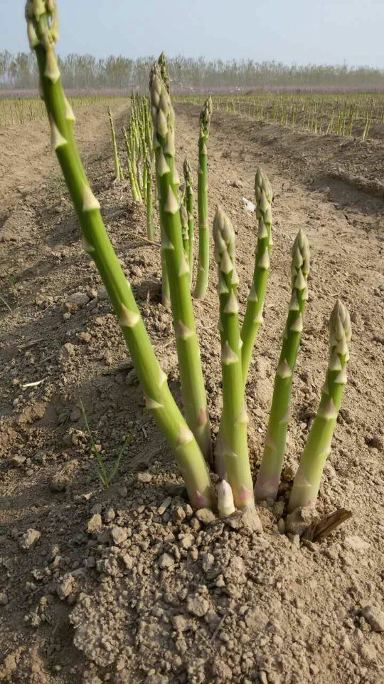 农科院芦笋苗芦笋种子营养蔬菜苗花卉盆栽绿植蔬菜苗阳台种苗包活
