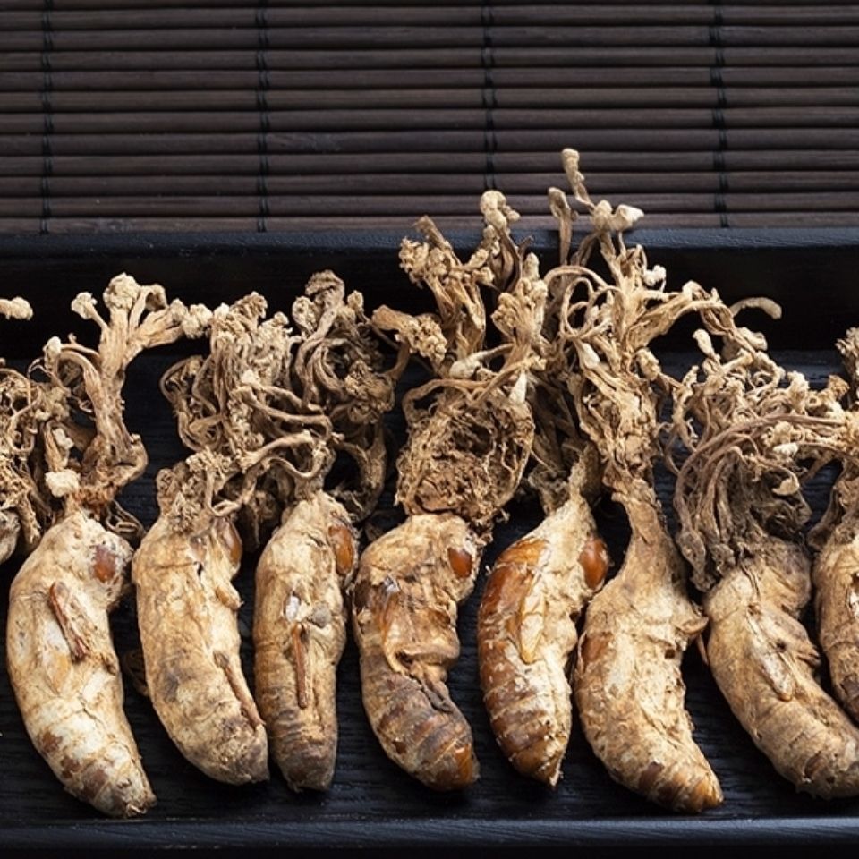 金蝉花新货大别山野生金蚕花蝉花知了花虫草粉材