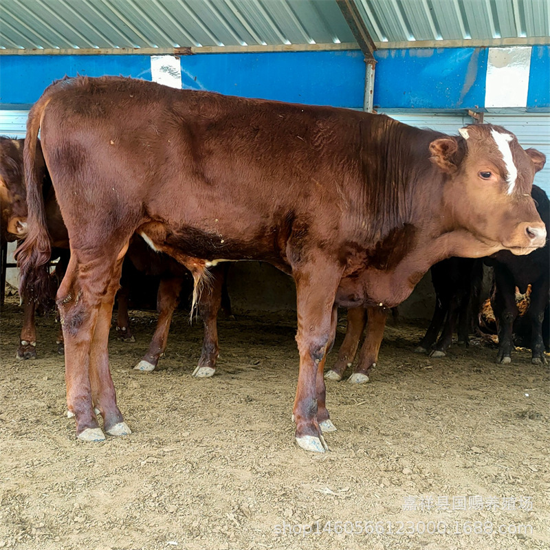 大量售利木赞牛改良牛犊 纯种鲁西黄牛 鲁西黄牛多少钱一头-阿里巴巴