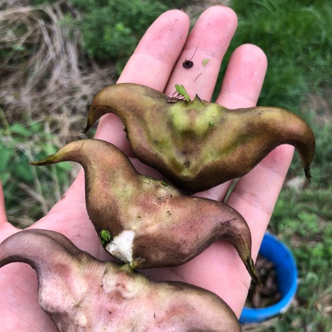 洪湖菱角新鲜去壳老菱角米青菱角真空冷冻蔬菜湖北特产3斤包邮