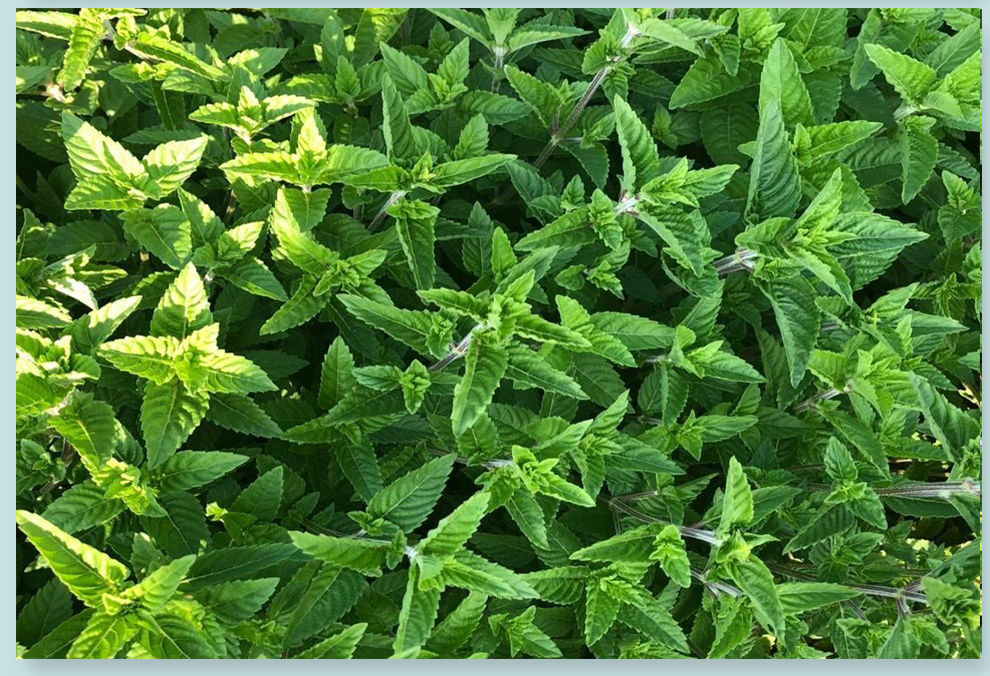 仙草干仙人草全叶烧仙草冻黑凉粉草粿草汁仙人粄草龟苓膏新鲜草干