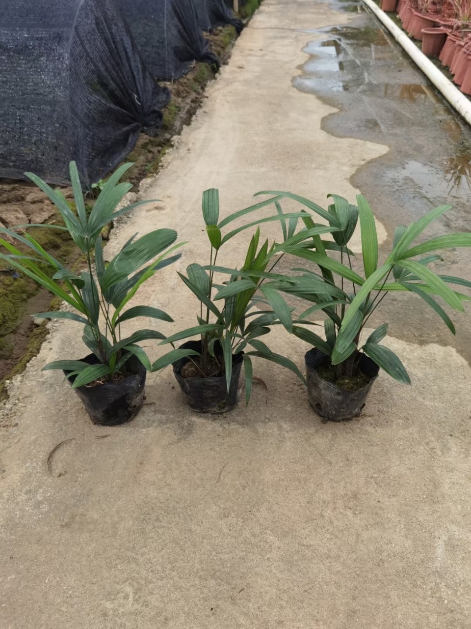 大叶棕竹 蕨类植物 室内花苗 阴生花卉
