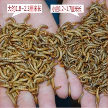 面包虫活体黄粉虫大麦虫宠物饲料龙鱼画眉八哥小鸟喂乌龟蜥蜴包邮