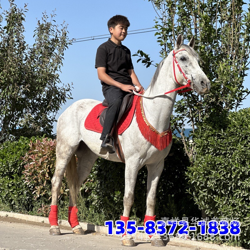 盎格鲁骑乘马真马活马马驹 纯血马影视用马速度赛马马