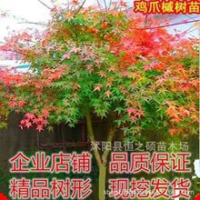 鸡爪槭树苗基地批发工程绿化乔木青枫鸡爪槭苗行道风景树苗彩叶树