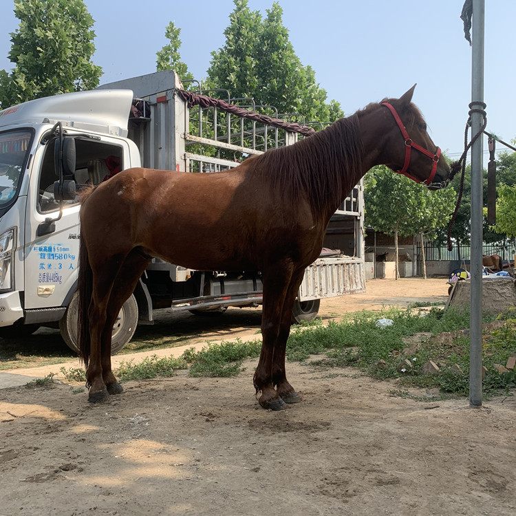 0成交0匹相似骑乘马品种马匹养殖场出售旅游马马匹价格纯血马养马场