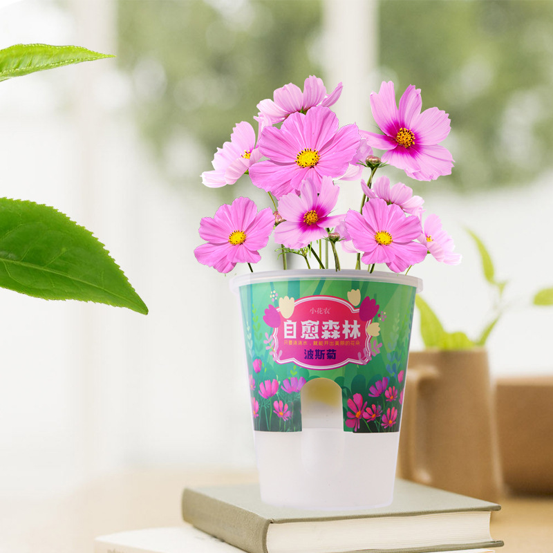 Wholesale Small Flower Farmers Desktop Pot Factory Wholesale Self-Healing Forest Creative Gifts Fun Desk Greenery Decoration