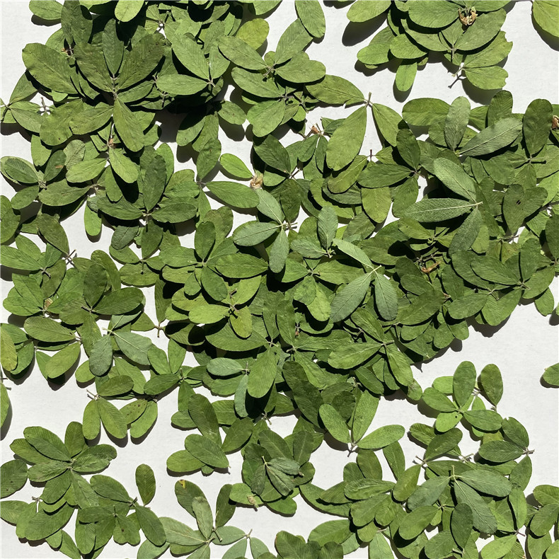 三叶草天然真树叶压花植物标本教学儿童手工相框脸部贴画押花材料