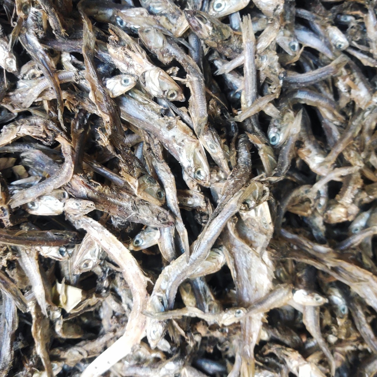 厂家直销饲料级出水烂鱼干 鱼粉 新鲜度好 鱼饲料