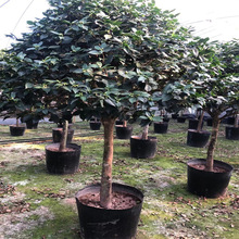 福建花卉工程绿化 品齐全种茶花盆栽地苗 批发