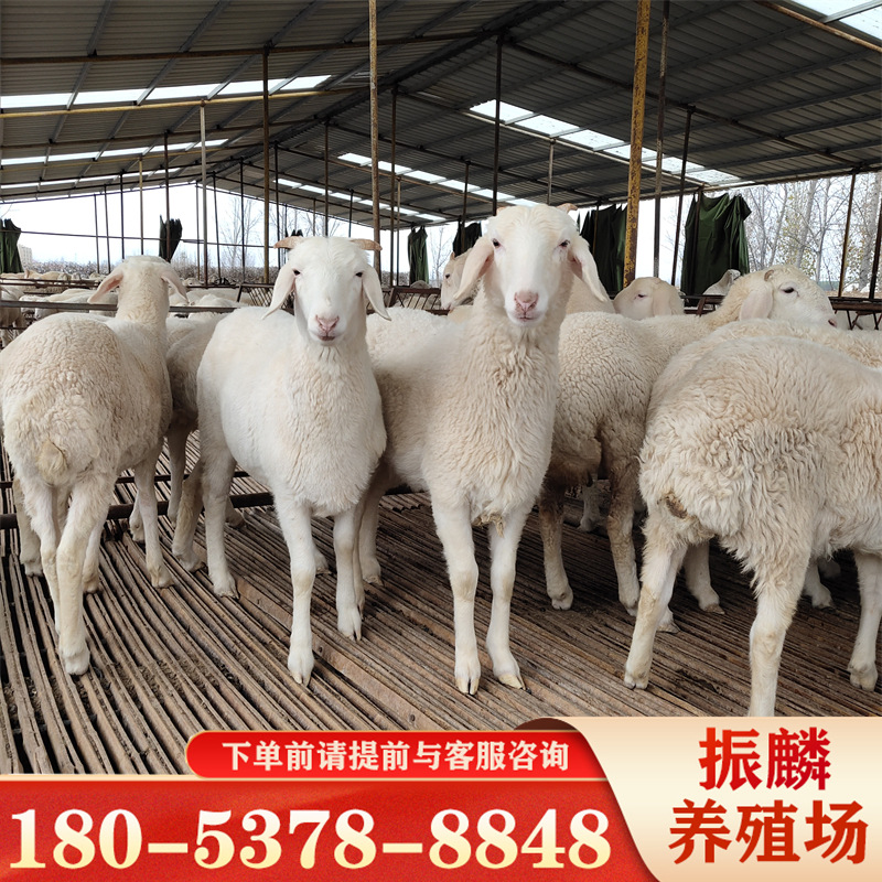 小尾寒羊比萨福克羊适应性强吗 杂交肉羊 小羊-阿里巴巴