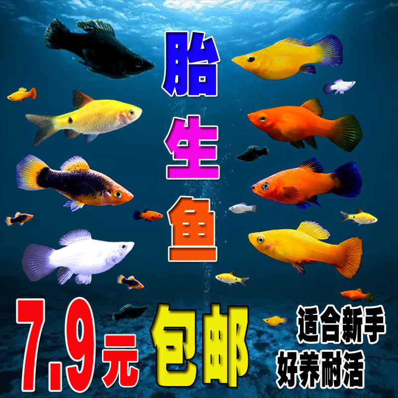 胎生鱼 观赏鱼活体小型黑玛丽金牡丹月光鱼热带米奇鱼 宠物皮球鱼