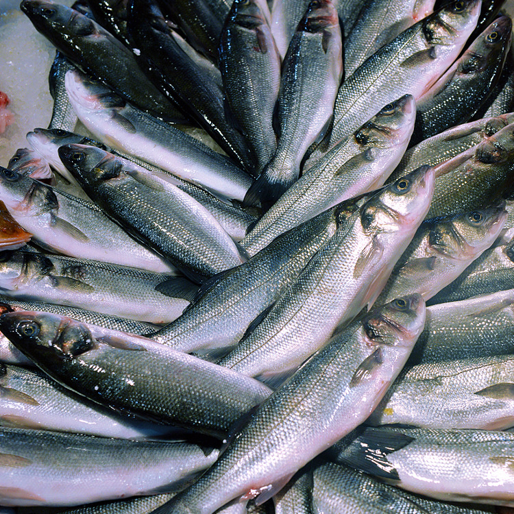 新鲜冷冻鲱鱼 小鲱鱼饵料 可用于海洋馆饲料鱼批发