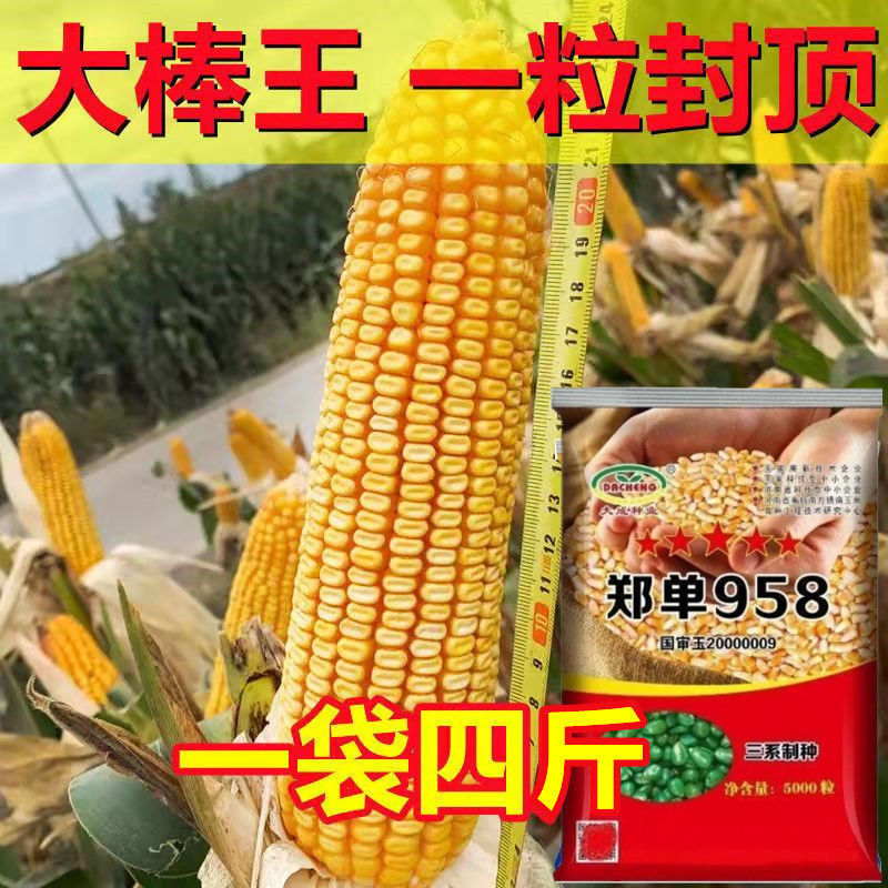 东北玉米种子公司