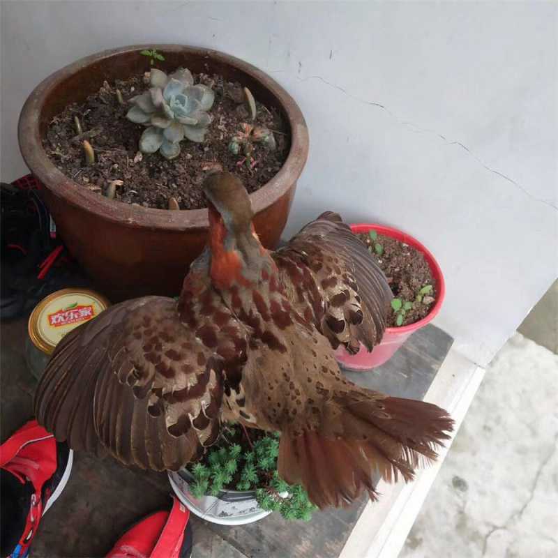 仿真竹鸡模型假鸡媒体教学演示道具园林摆件羽毛山鸡模型羽毛标本