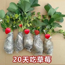 奶油草莓苗盆栽带盆带食用四季丹东红颜草莓秧新苗阳台庭院种植苗