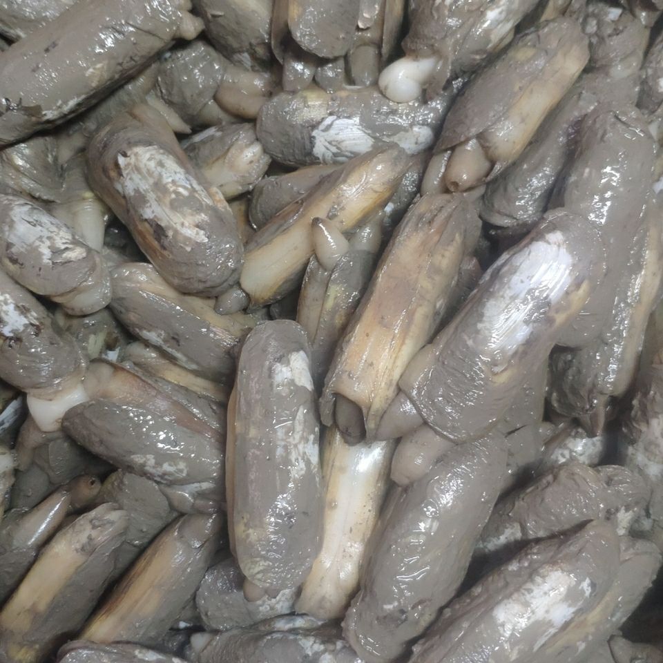 【福建蛏子】-福建蛏子厂家,品牌,图片,热帖-阿里巴巴