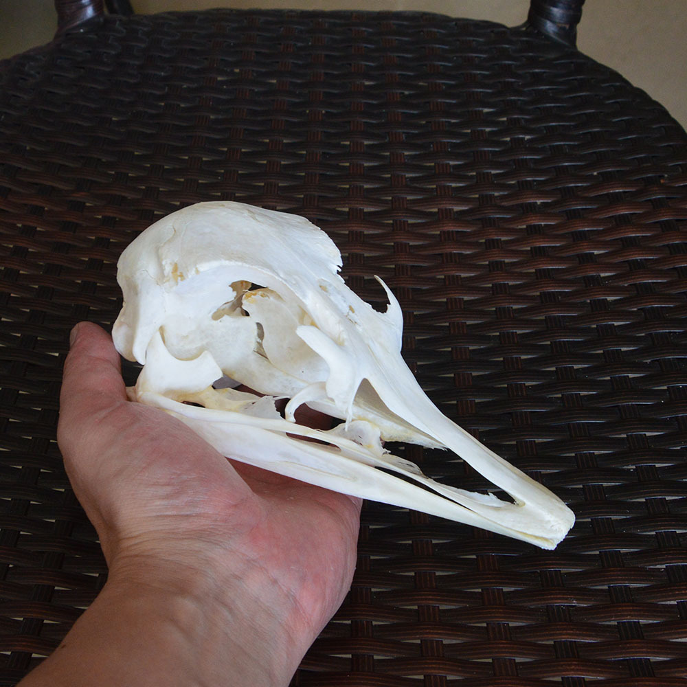 品相完整鸵鸟头骨标本骨骼漂白处理动物头骨模型跨境专供